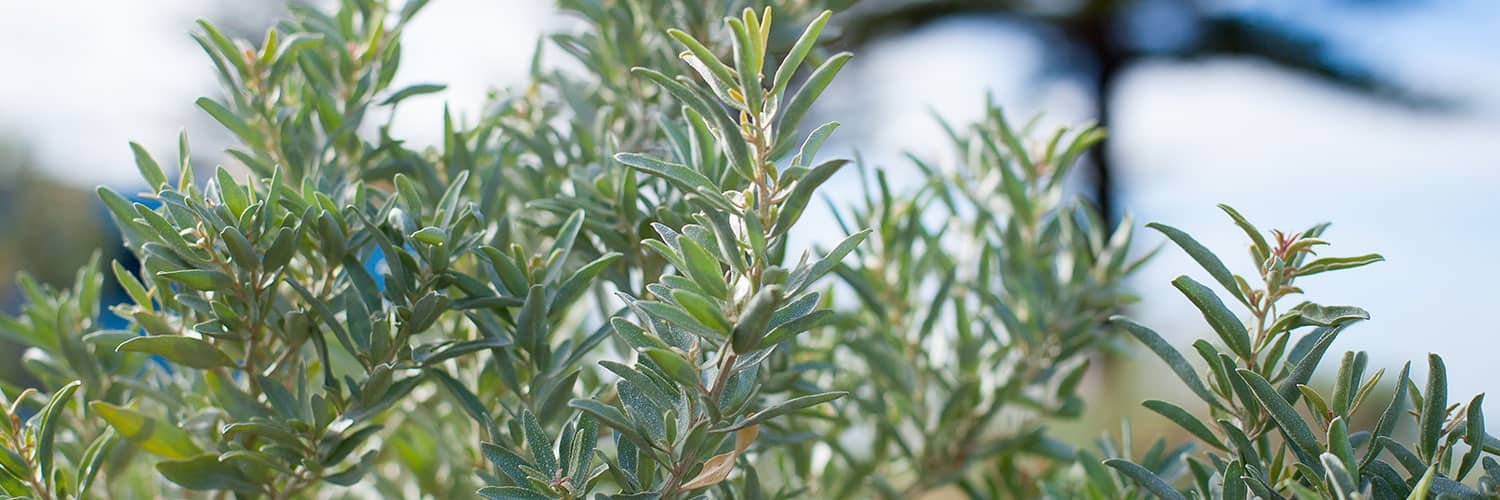 Lady Forster Kindergarten - Schedule of Fees