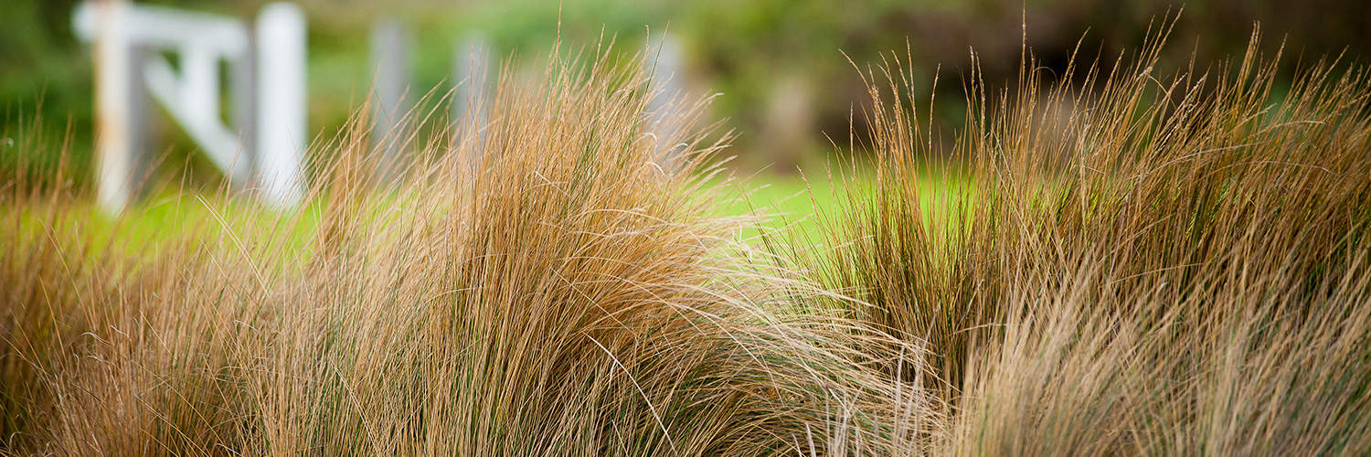 Lady Forster Kindergarten - Governance