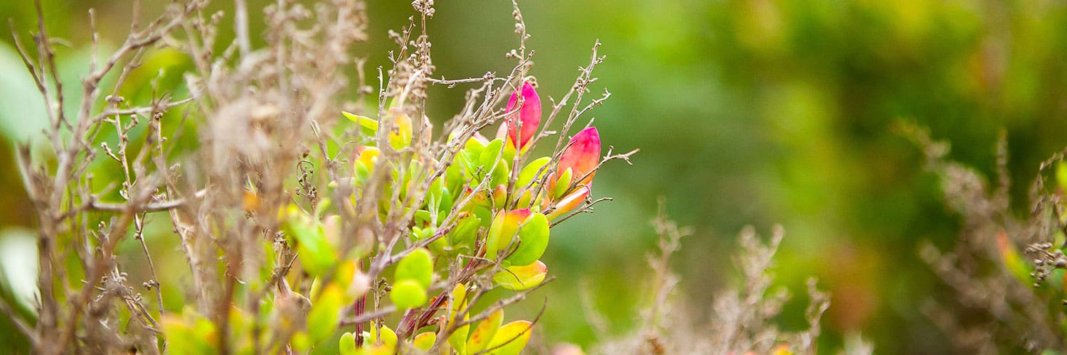 Lady Forster Kindergarten - Curriculum
