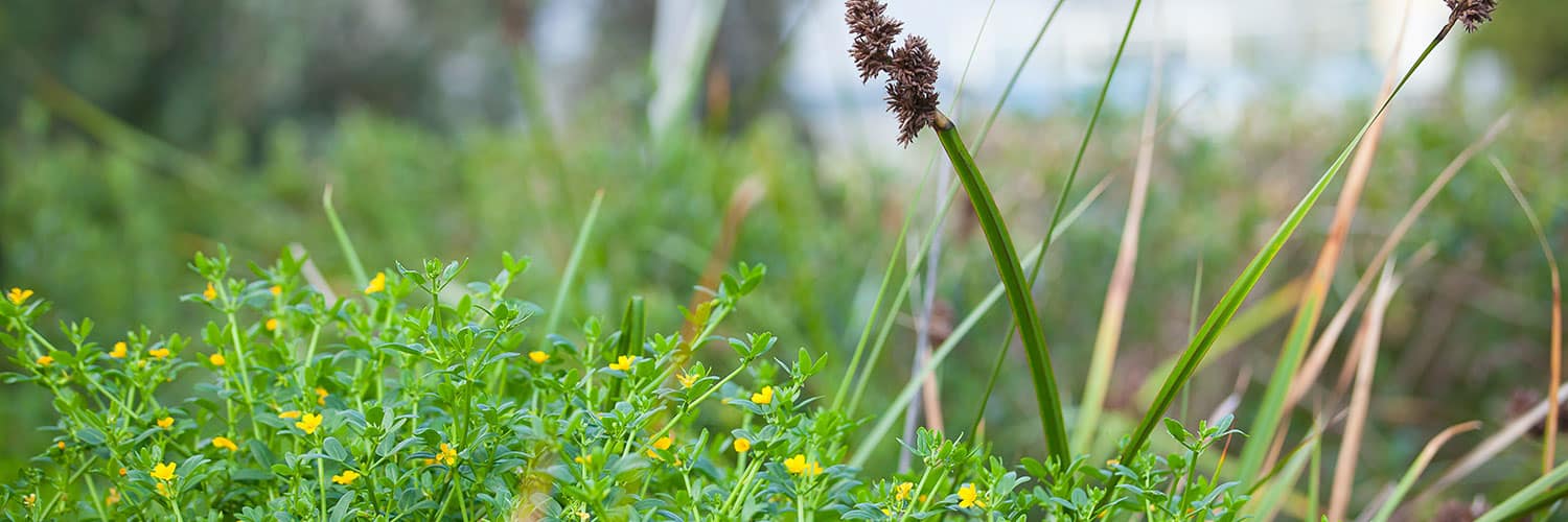 Lady Forster Kindergarten - FAQ